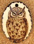 Otus choliba